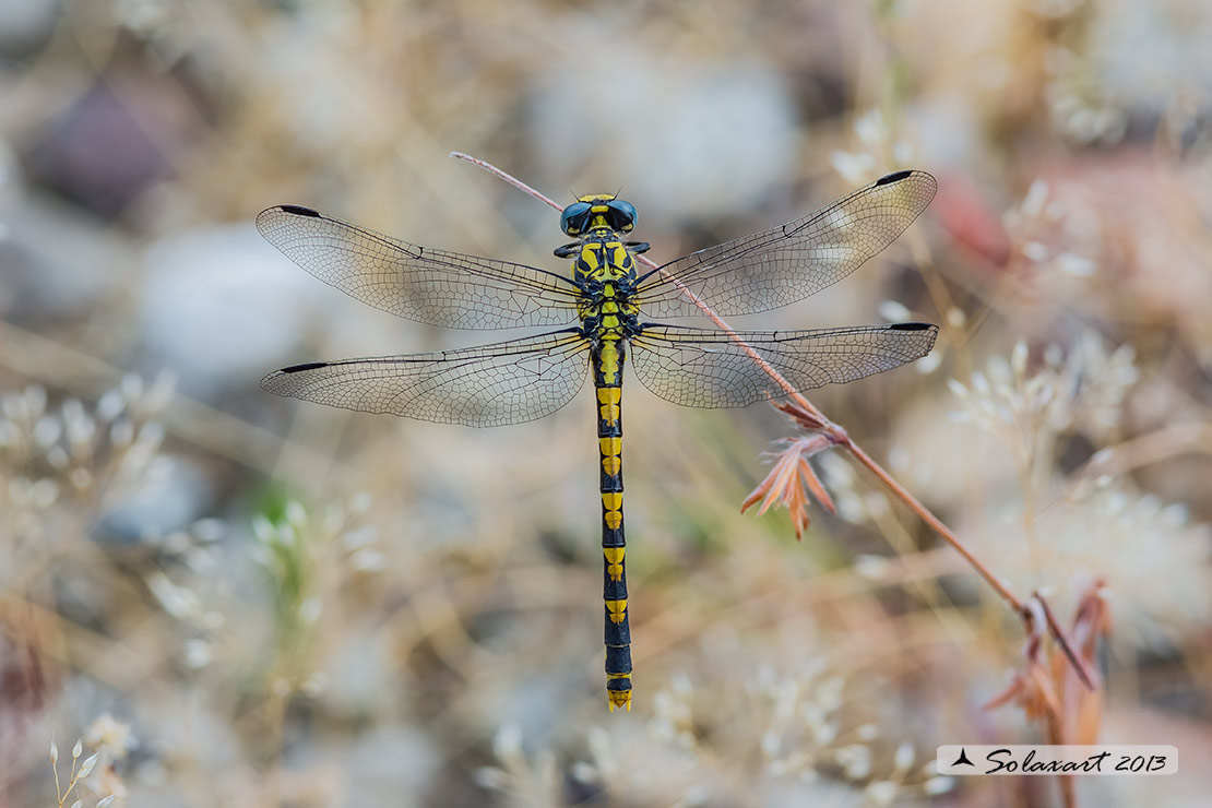 Onychogomphus uncatus (femmina) - Large Pincertail or 'Blue-eyed Hook-tailed' (female)