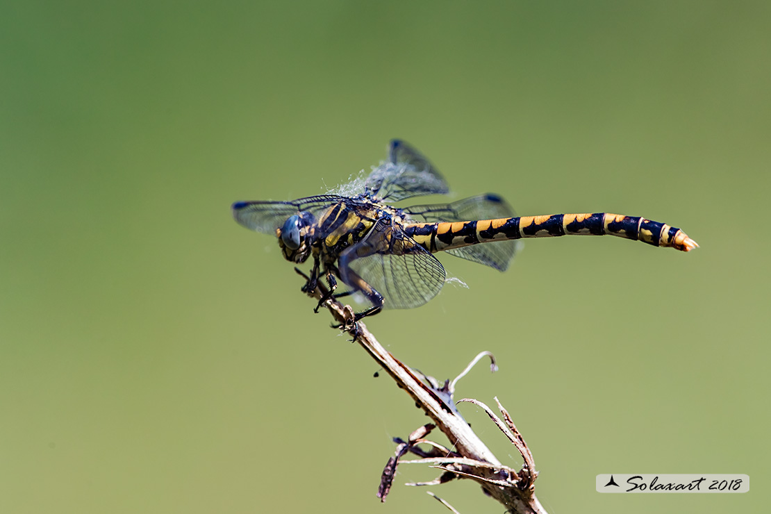 Onychogomphus uncatus (femmina) - Large Pincertail or 'Blue-eyed Hook-tailed' (female)