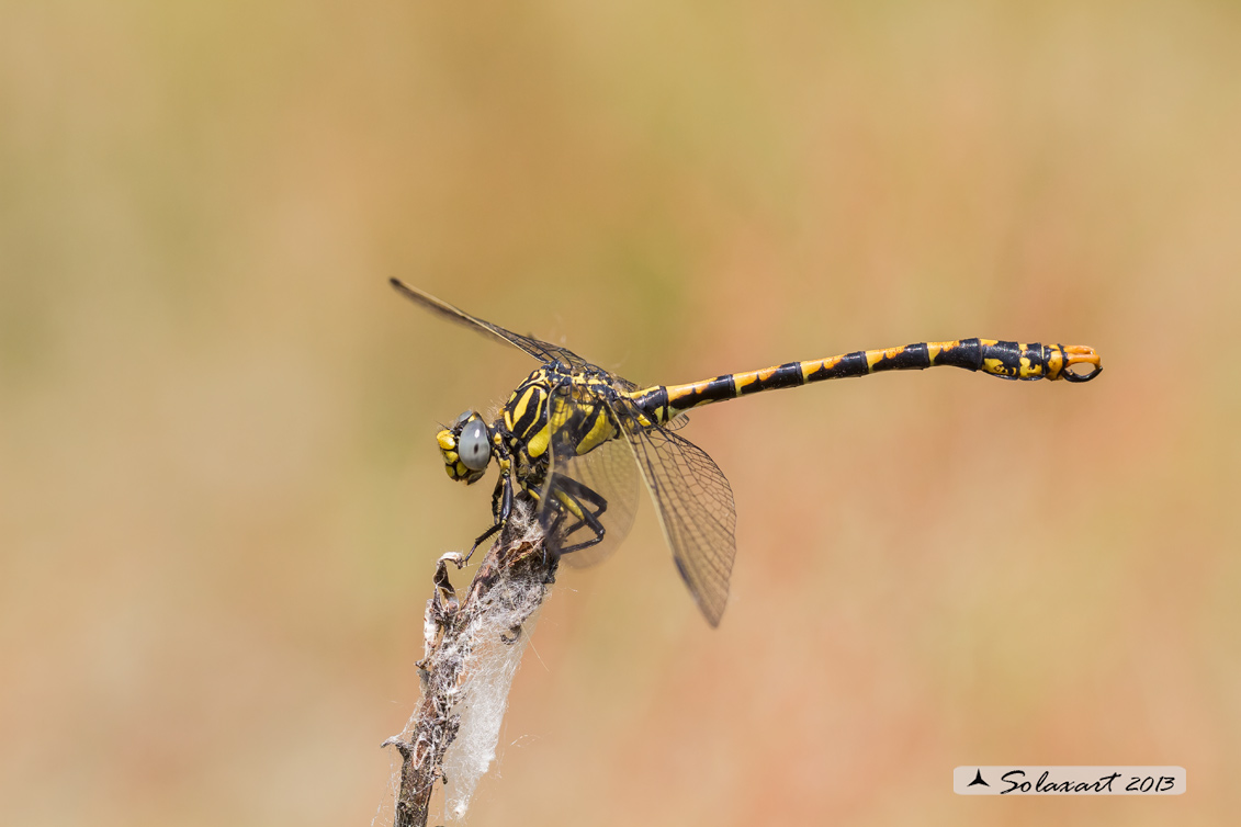 Onychogomphus uncatus - Large Pincertail or 'Blue-eyed Hook-tailed'