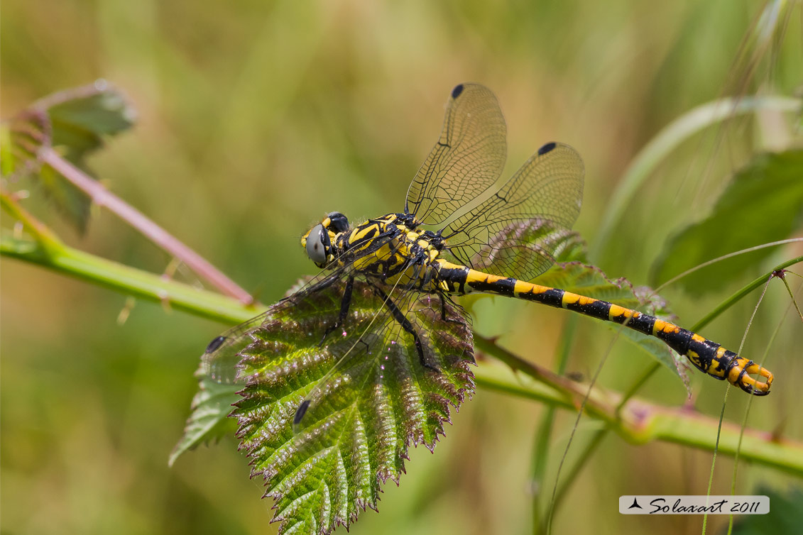 Onychogomphus uncatus - maschio