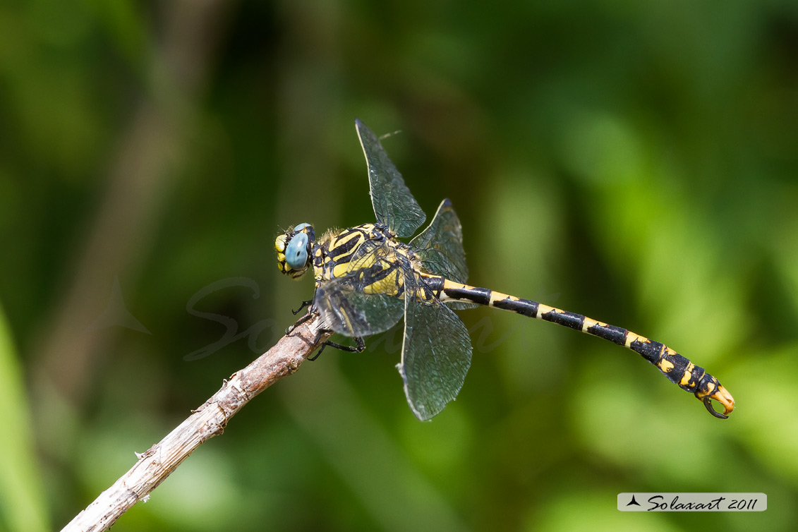 Onychogomphus uncatus - maschio