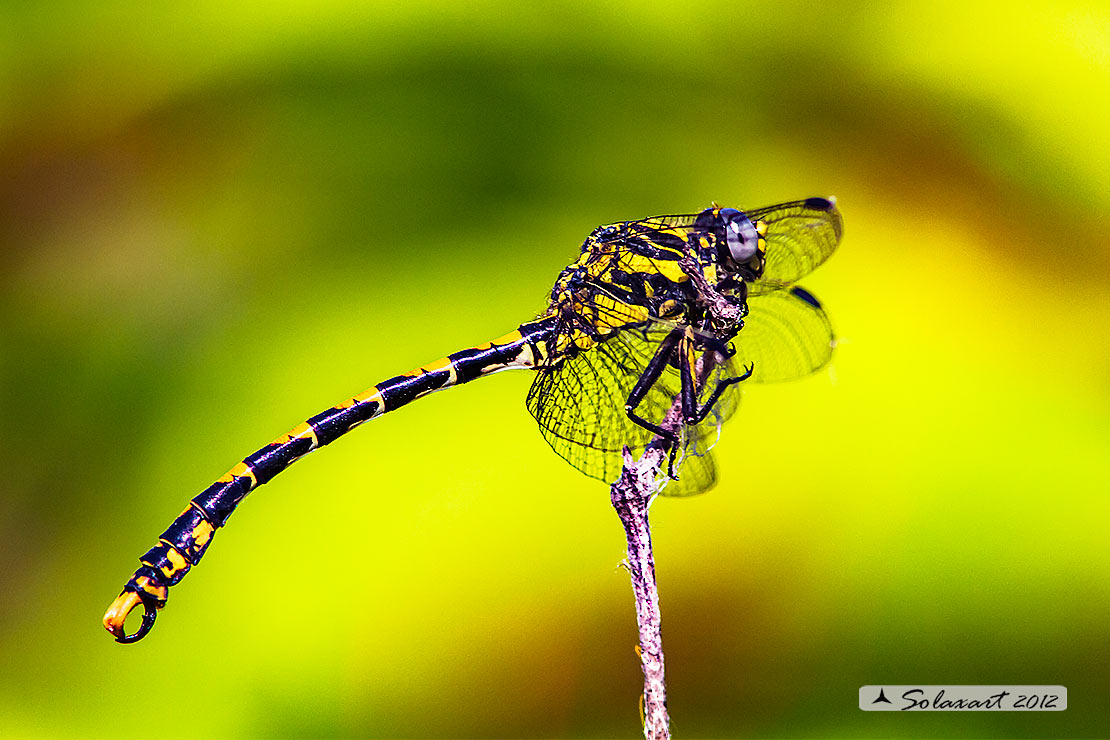 Onychogomphus uncatus   (maschio) - Large Pincertail or 'Blue-eyed Hook-tailed Dragonfly' (male)