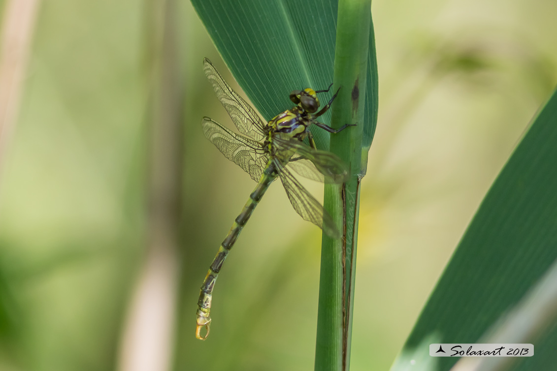 Onychogomphus uncatus   (maschio immaturo) - Large Pincertail or 'Blue-eyed Hook-tailed Dragonfly' (immature male)