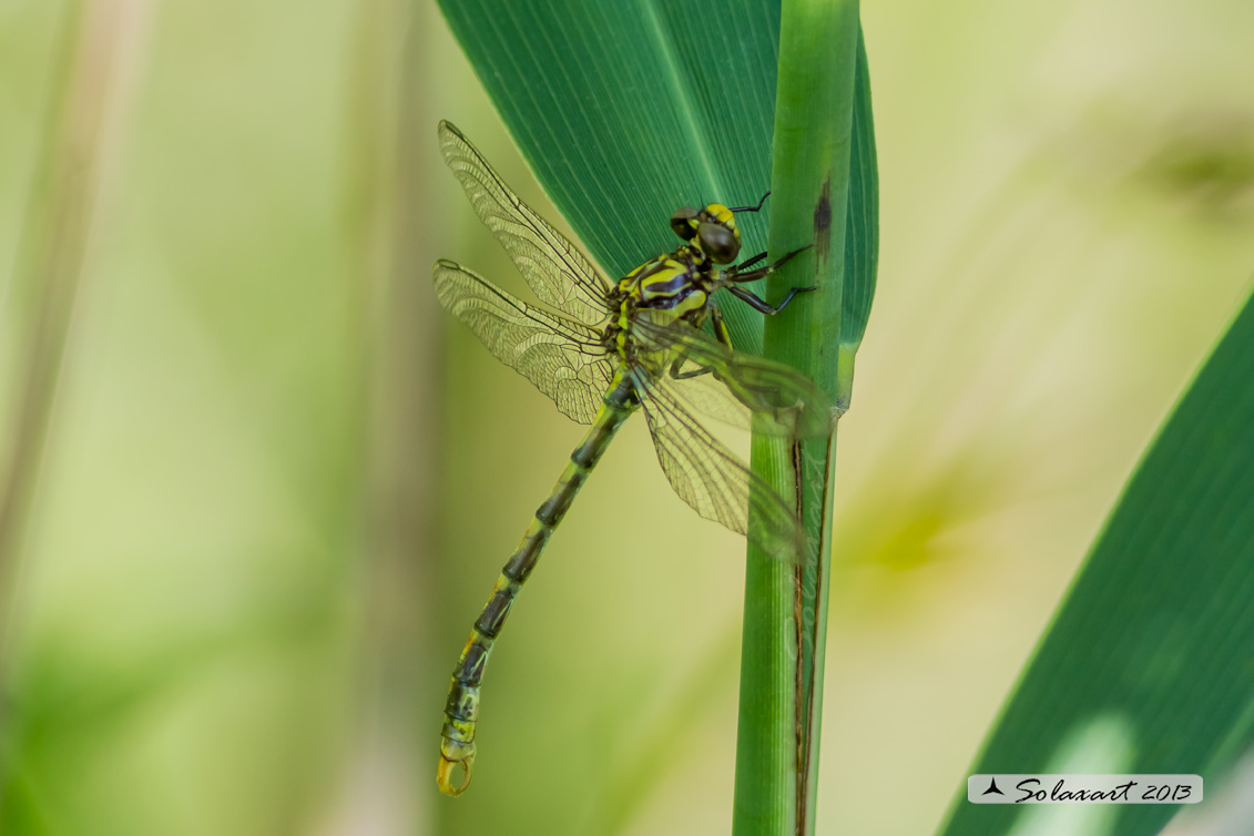 Onychogomphus uncatus   (maschio immaturo) - Large Pincertail or 'Blue-eyed Hook-tailed Dragonfly' (immature male)