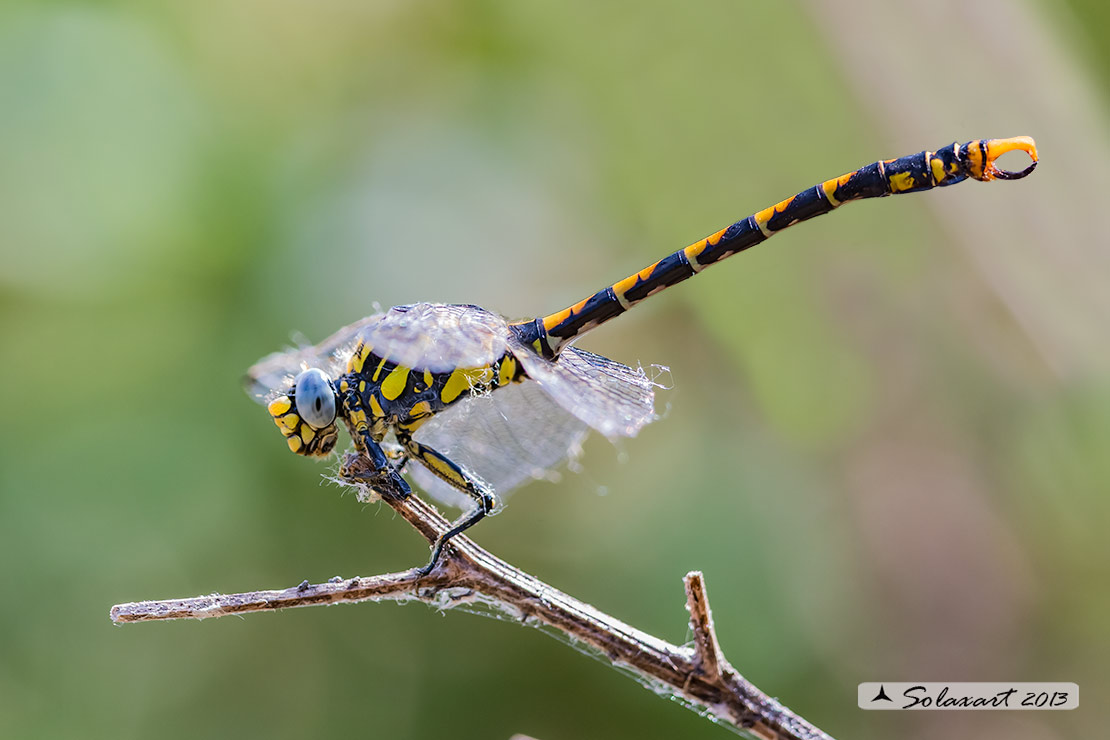 Onychogomphus uncatus (maschio) - Large Pincertail or 'Blue-eyed Hook-tailed Dragonfly' (male)