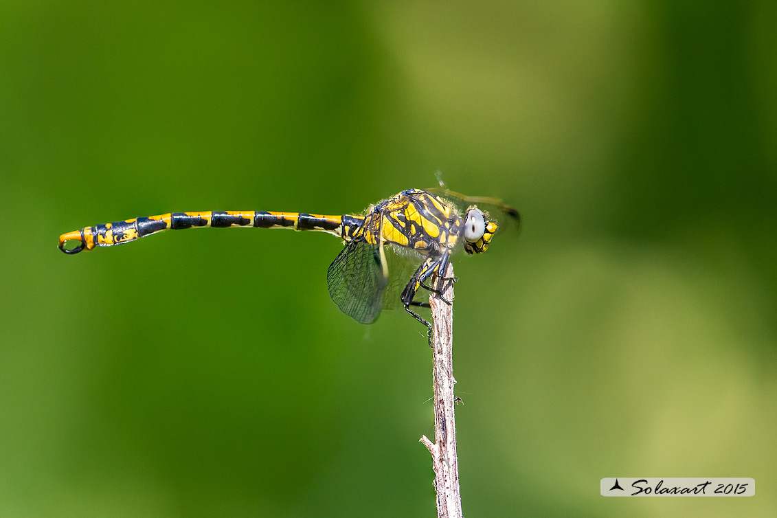Onychogomphus uncatus (maschio) - Large Pincertail or 'Blue-eyed Hook-tailed Dragonfly' (male)