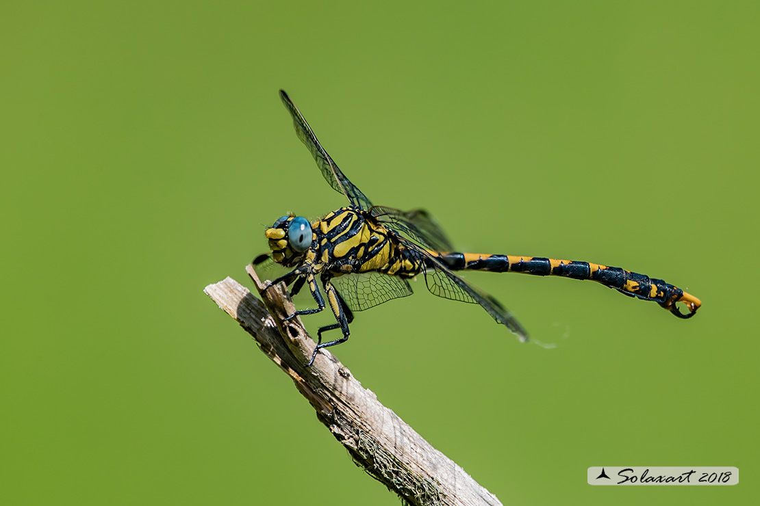 Onychogomphus uncatus (maschio) - Large Pincertail or 'Blue-eyed Hook-tailed Dragonfly' (male)