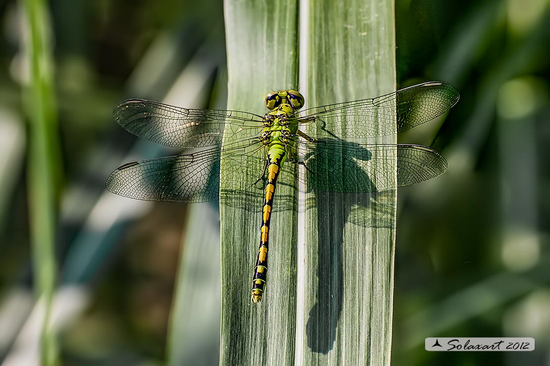 Ophiogomphus cecilia - specie protetta
