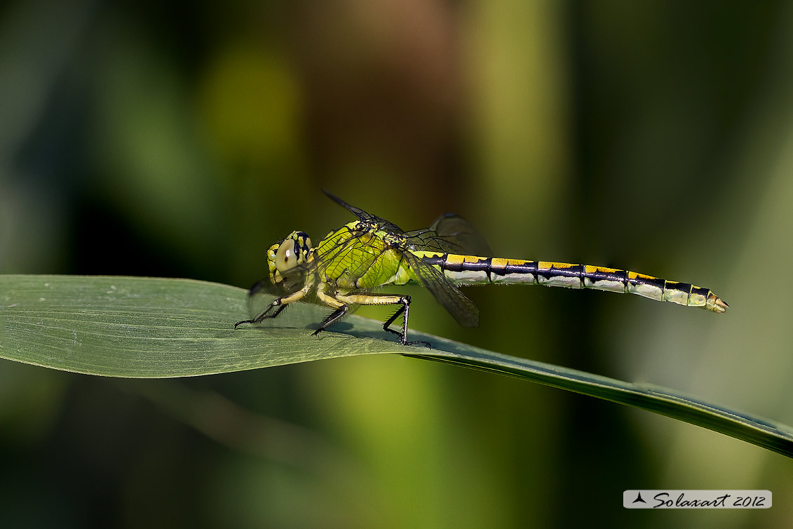 Ophiogomphus cecilia - specie protetta
