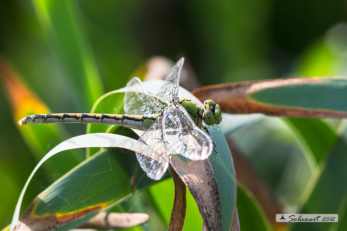 Ophiogomphus cecilia