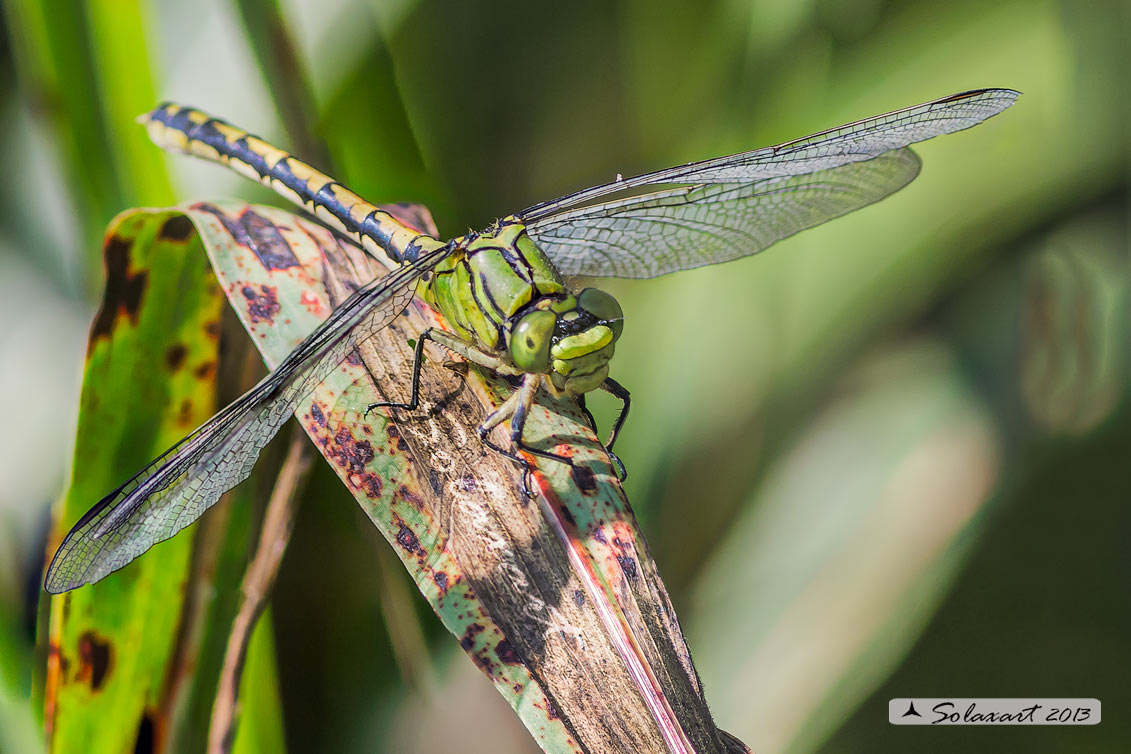 Ophiogomphus cecilia - specie protetta