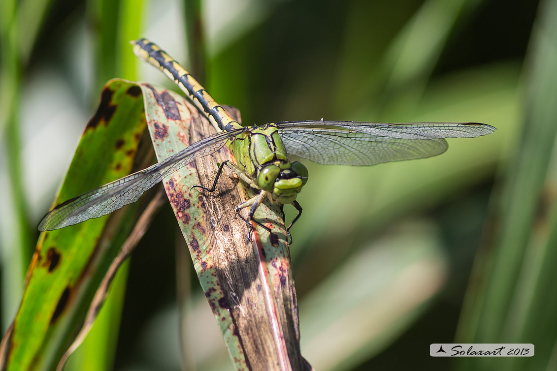 Ophiogomphus cecilia - specie protetta