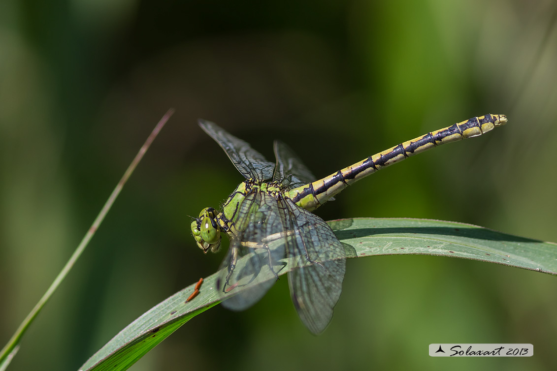 Ophiogomphus cecilia - specie protetta