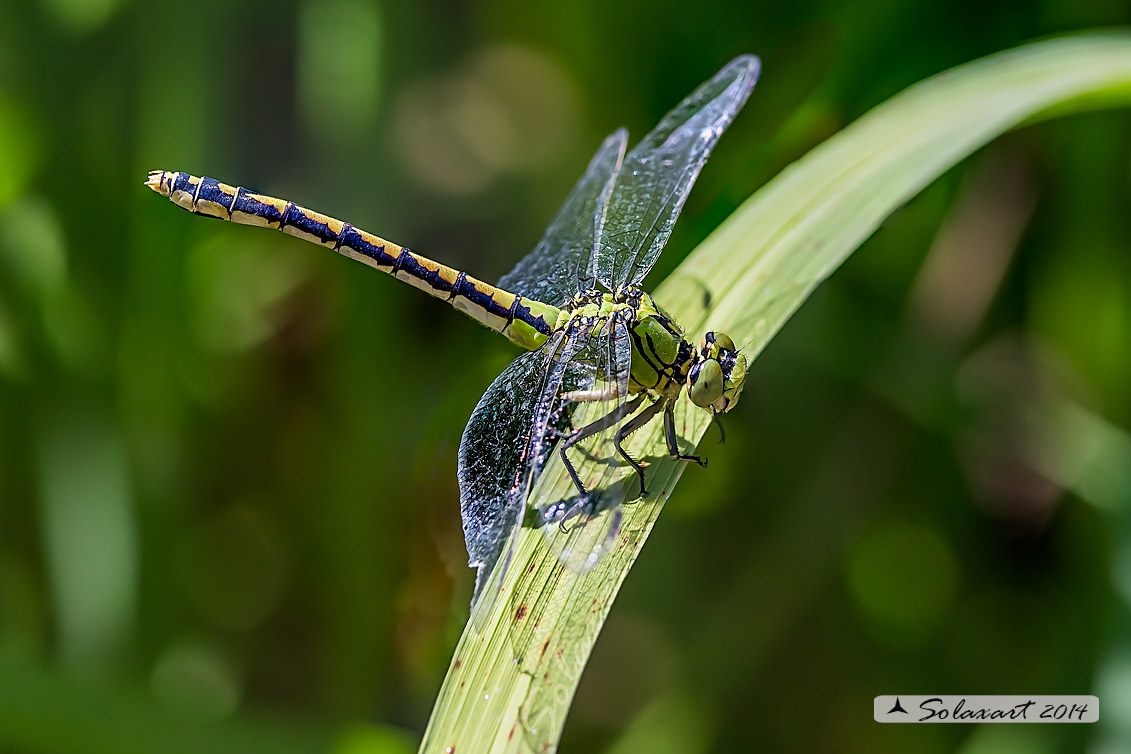 Ophiogomphus cecilia - specie protetta