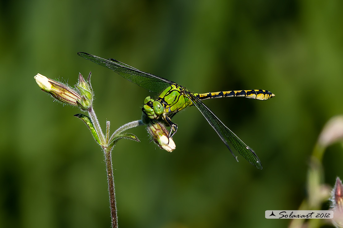 Ophiogomphus cecilia - Libellula Cecilia (maschio) - Green snaketail (male)