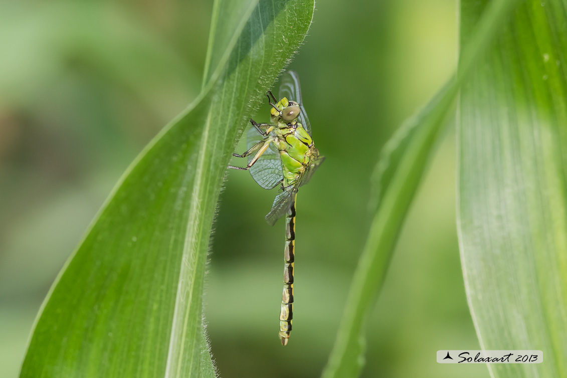 Ophiogomphus cecilia   (maschio immaturo)