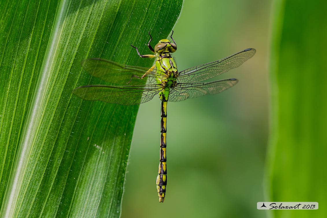 Ophiogomphus cecilia   (maschio immaturo)