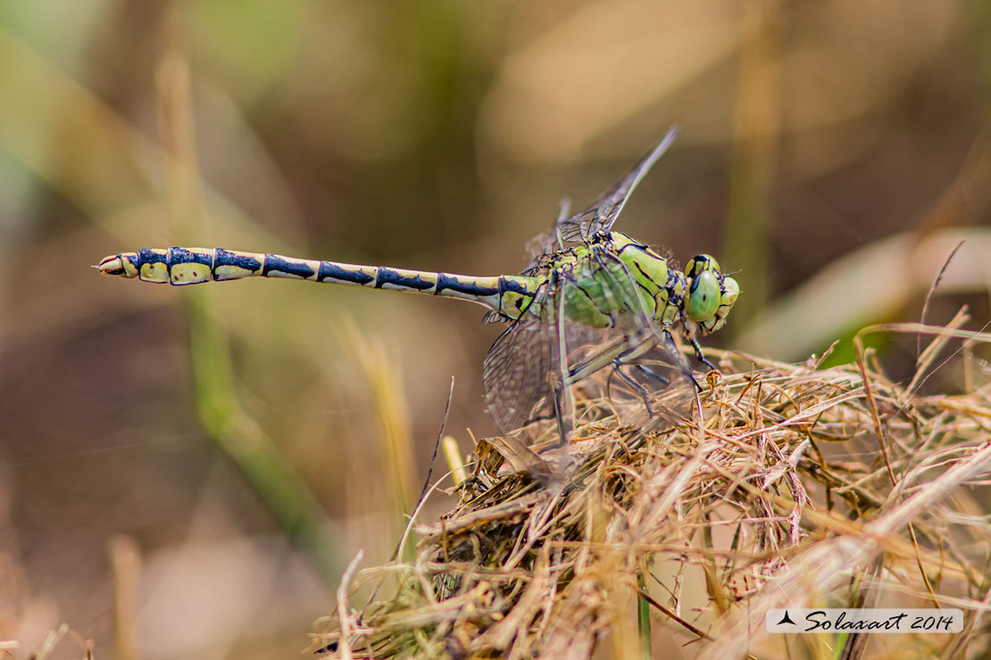 Ophiogomphus cecilia - Libellula Cecilia (maschio) - Green snaketail (male)