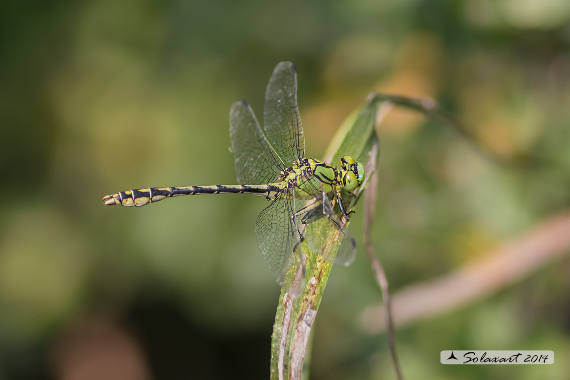 Ophiogomphus cecilia