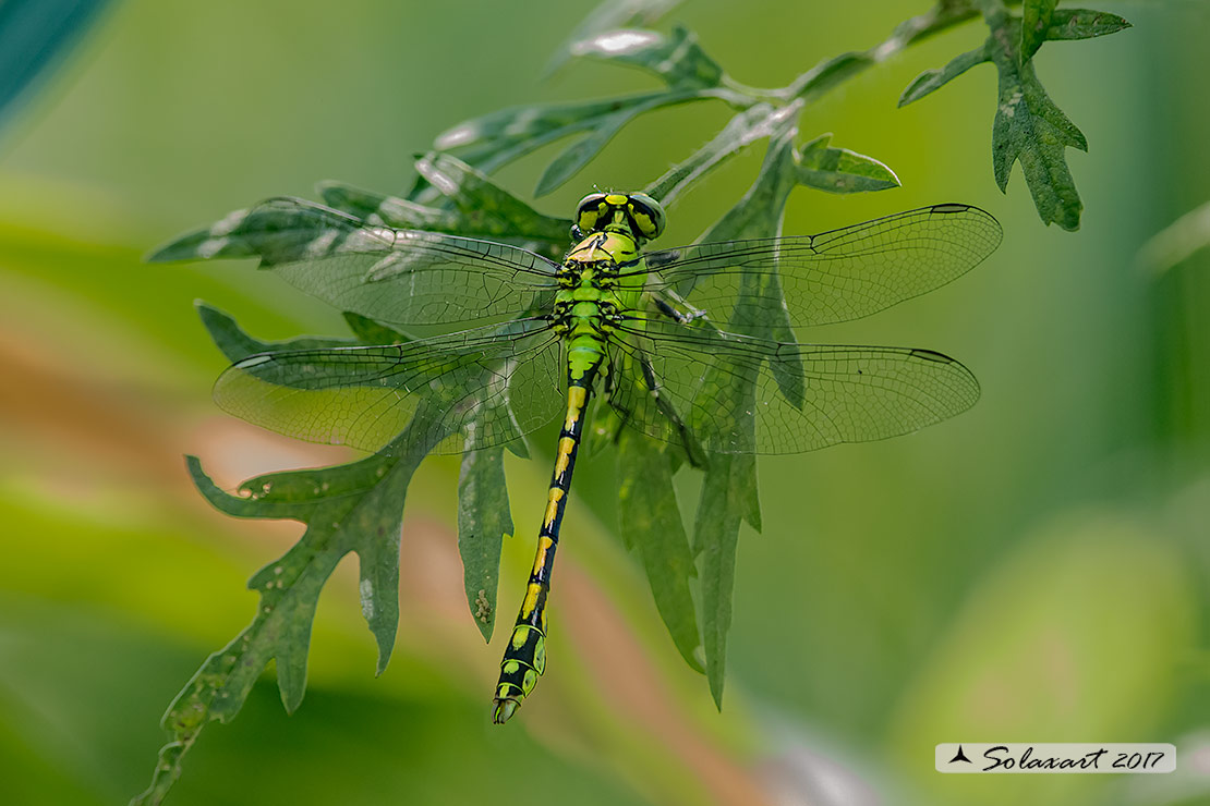 Ophiogomphus cecilia - Libellula Cecilia (maschio) - Green snaketail (male)