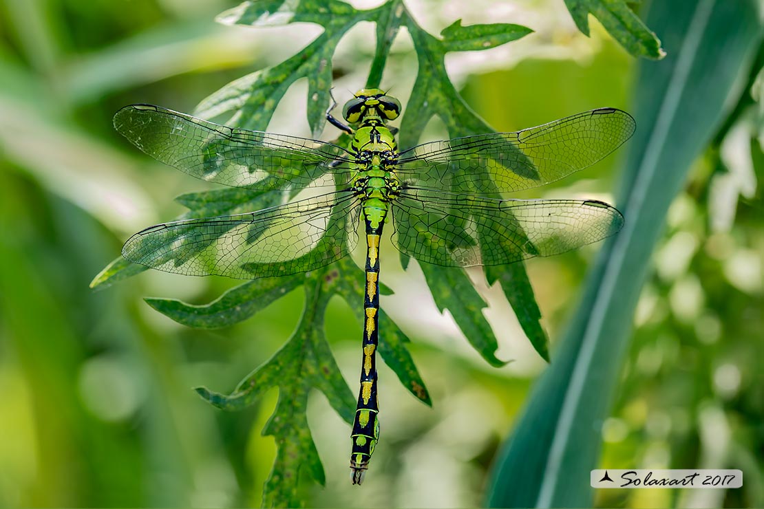 Ophiogomphus cecilia - Libellula Cecilia (maschio) - Green snaketail (male)