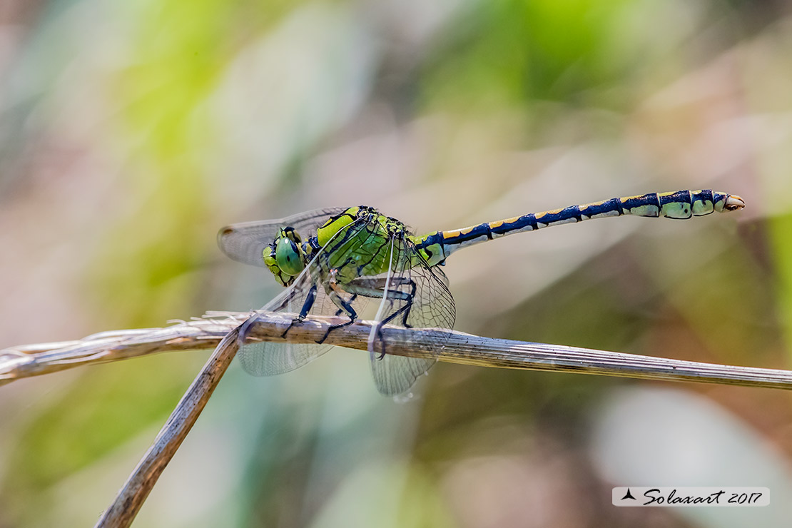Ophiogomphus cecilia - Libellula Cecilia (maschio) - Green snaketail (male)