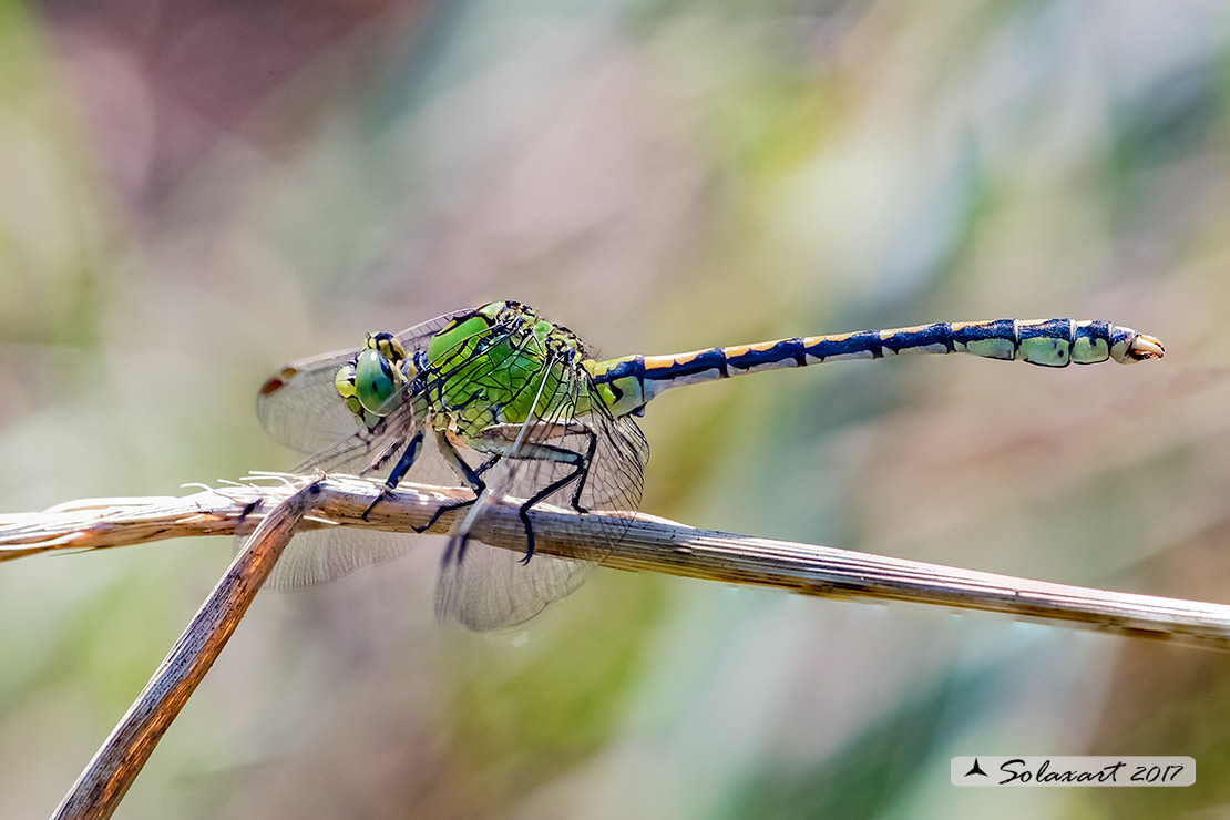 Ophiogomphus cecilia - Libellula Cecilia (maschio) - Green snaketail (male)
