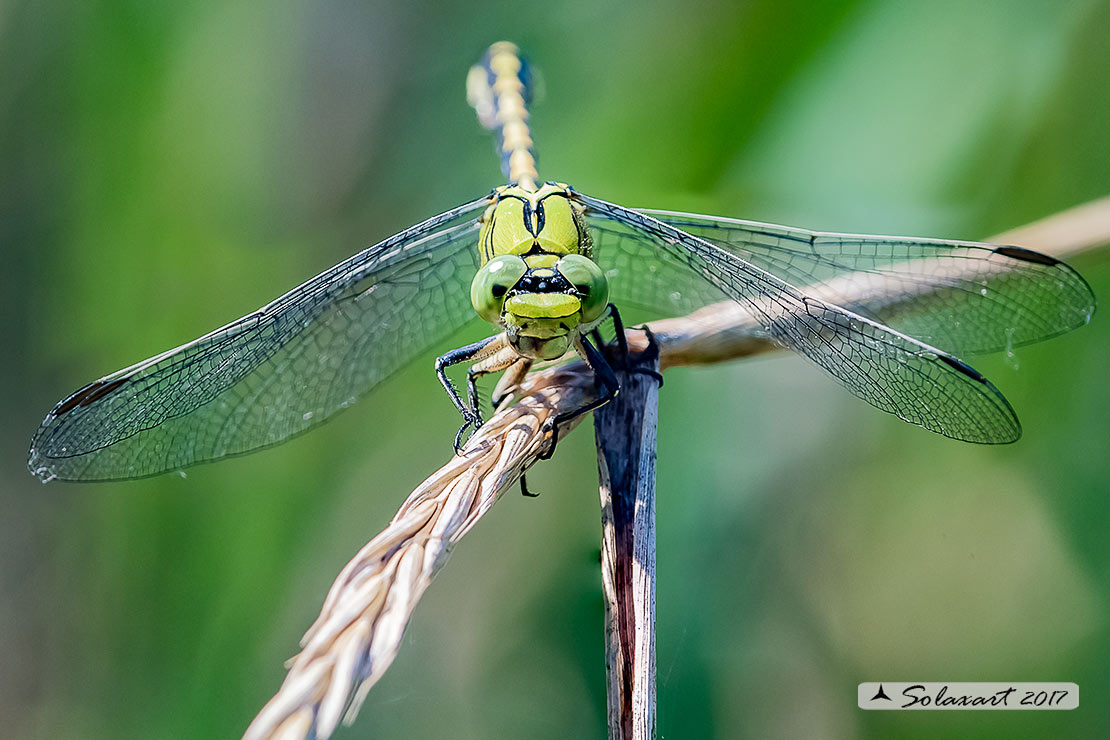 Ophiogomphus cecilia - Libellula Cecilia (maschio) - Green snaketail (male)