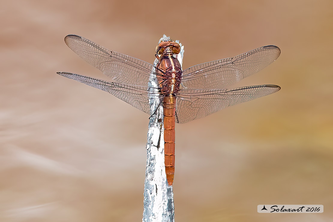 Orthemis discolor:  Carmine Skimmer (female)