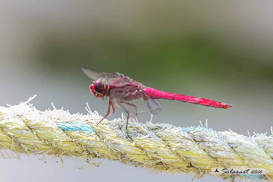 Orthemis discolor:  Carmine Skimmer (male)