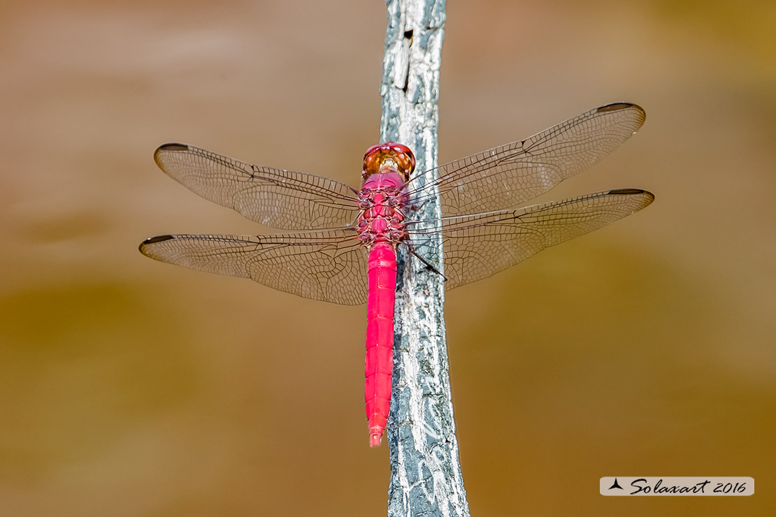 Orthemis discolor:  Carmine Skimmer (male)