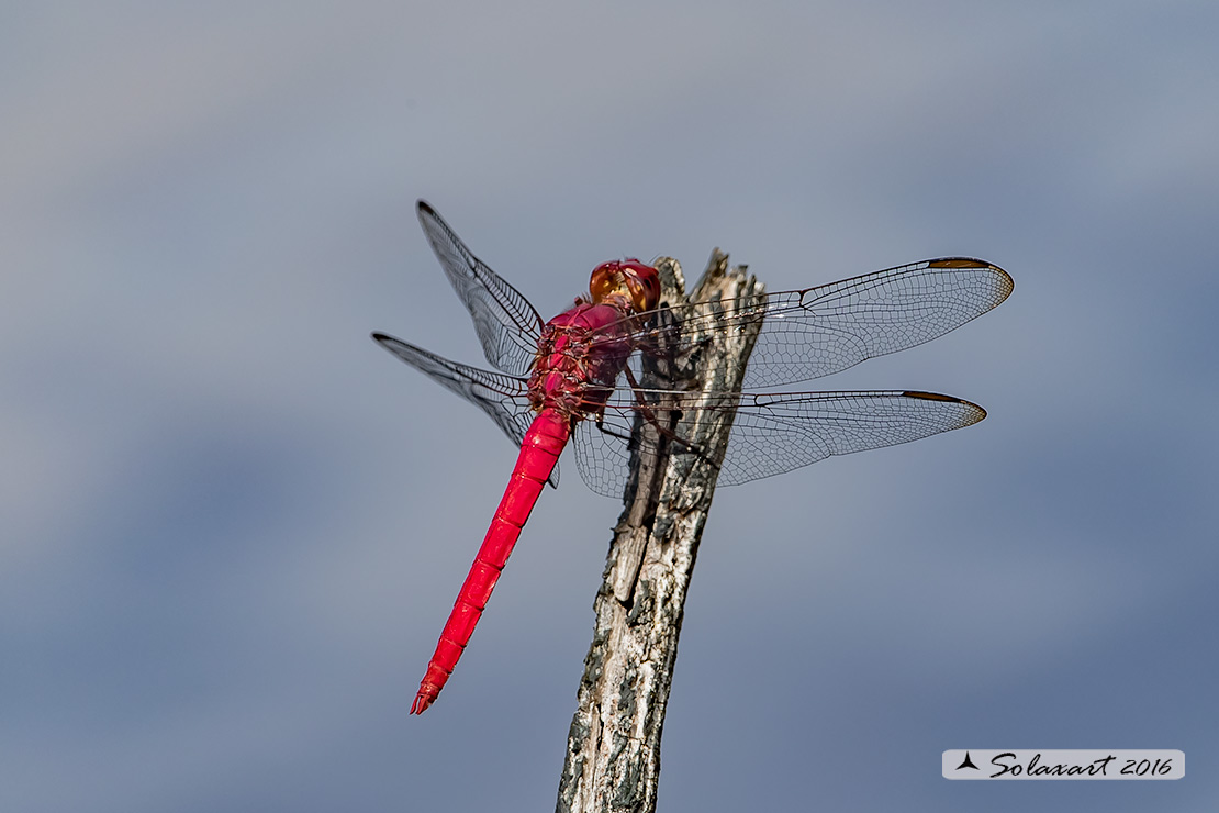 Orthemis discolor:  Carmine Skimmer (male)