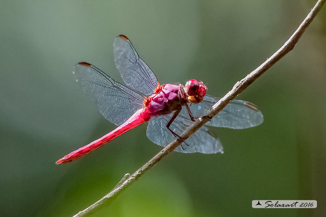 Orthemis discolor:  Carmine Skimmer (male)