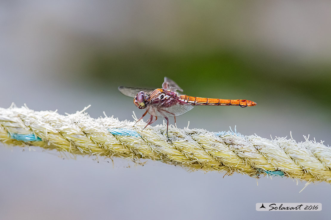 Orthemis ferruginea: Roseate Skimmer (female)