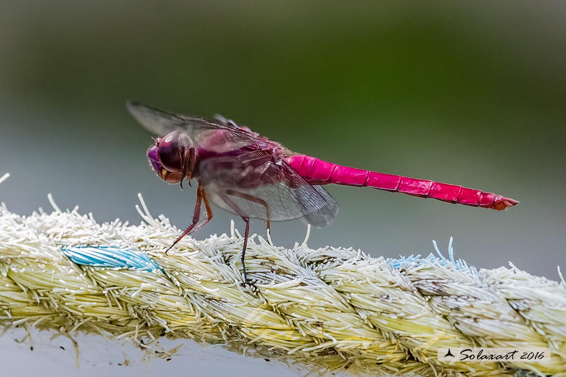 Orthemis ferruginea: Roseate Skimmer (male)