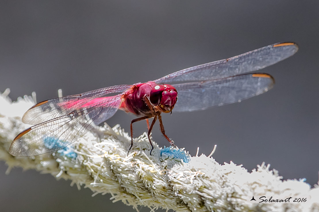 Orthemis ferruginea: Roseate Skimmer (male)