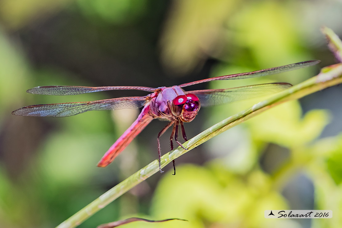 Orthemis ferruginea: Roseate Skimmer (male)