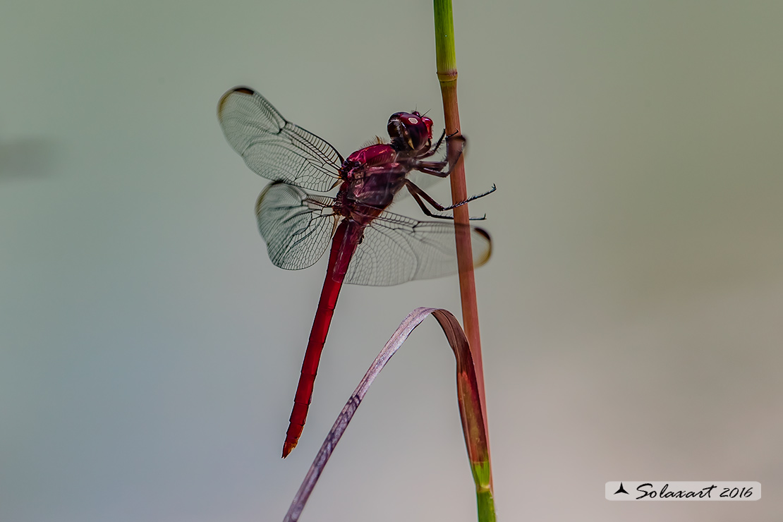Orthemis ferruginea: Roseate Skimmer (male)