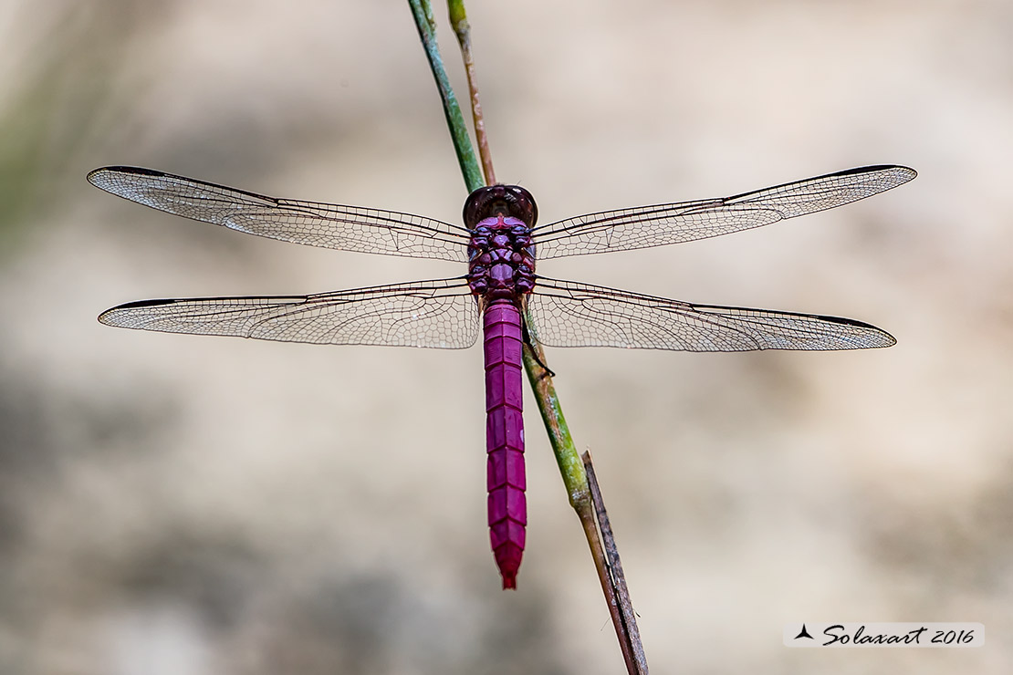 Orthemis ferruginea: Roseate Skimmer (male)