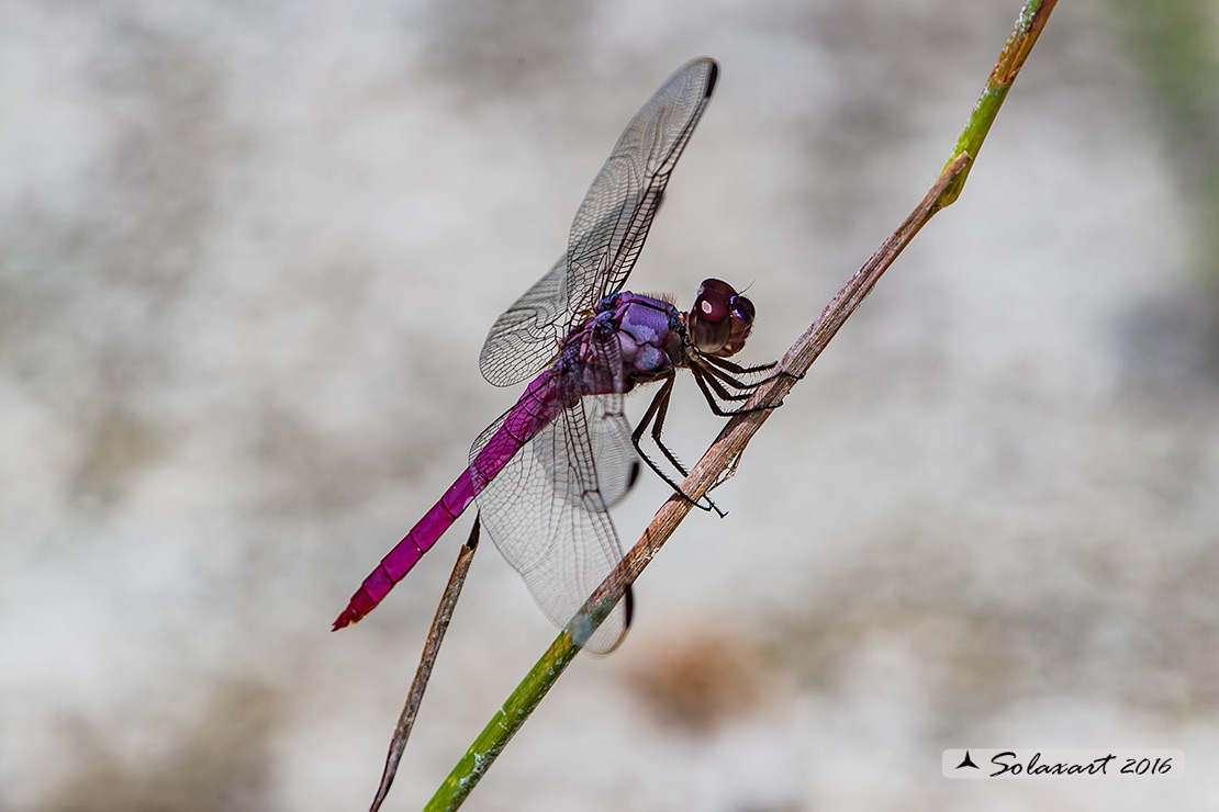 Orthemis ferruginea: Roseate Skimmer (male)