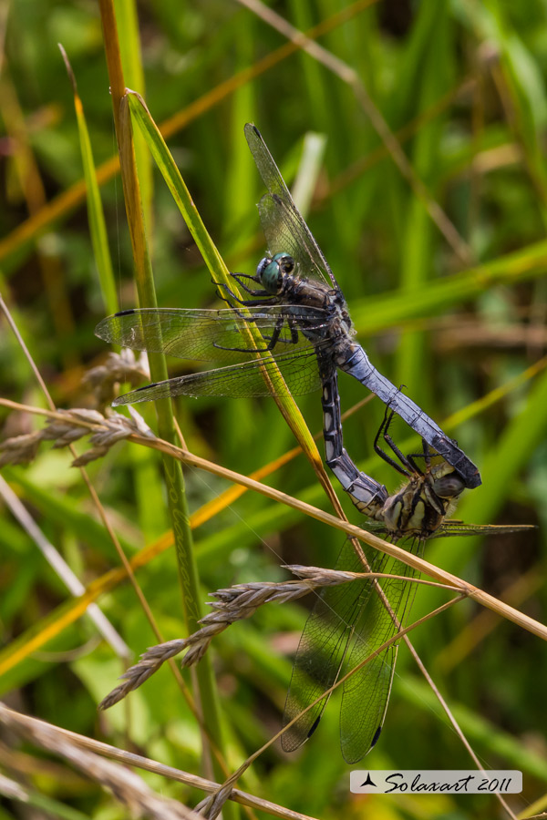 Orthetrum albistylum (copula)