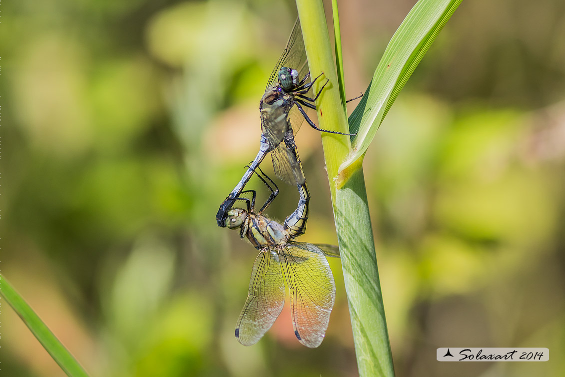 Orthetrum albistylum (copula) -  White-Tailed Skimmer  (mating)