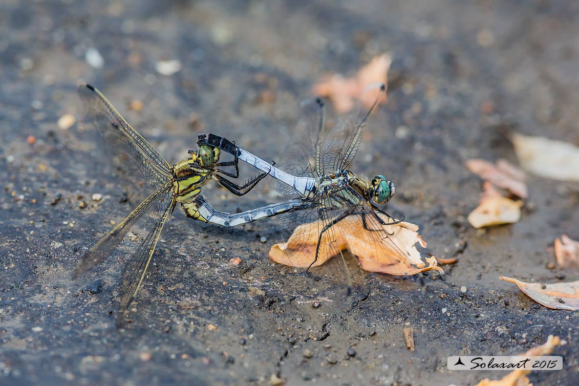 Orthetrum albistylum (copula) - White-Tailed Skimmer  (mating)
