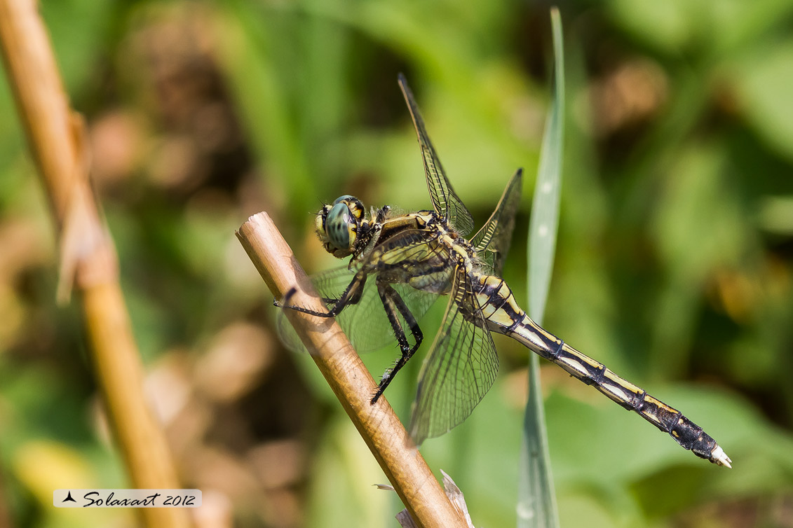Orthetrum albistylum   (femmina)    -    White-Tailed Skimmer  (female)