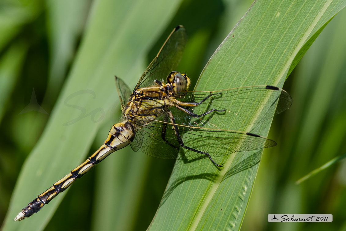Orthetrum albistylum   (maschio - immaturo)