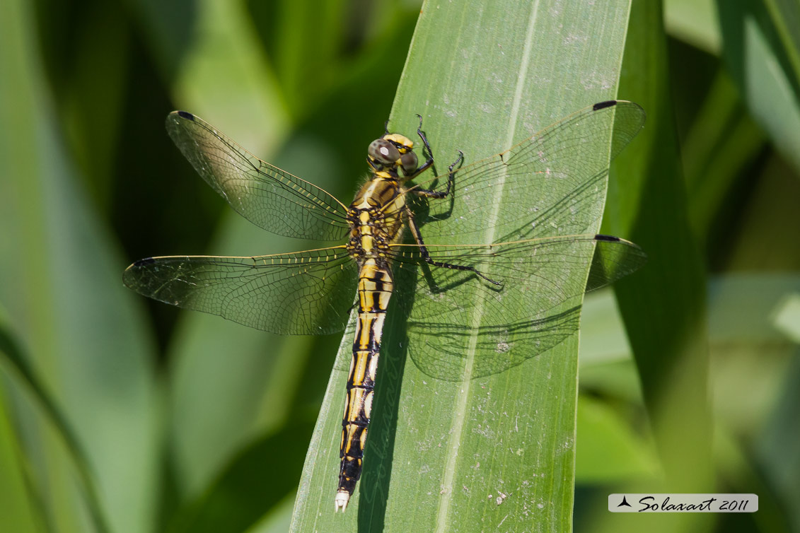 Orthetrum albistylum   (femmina)