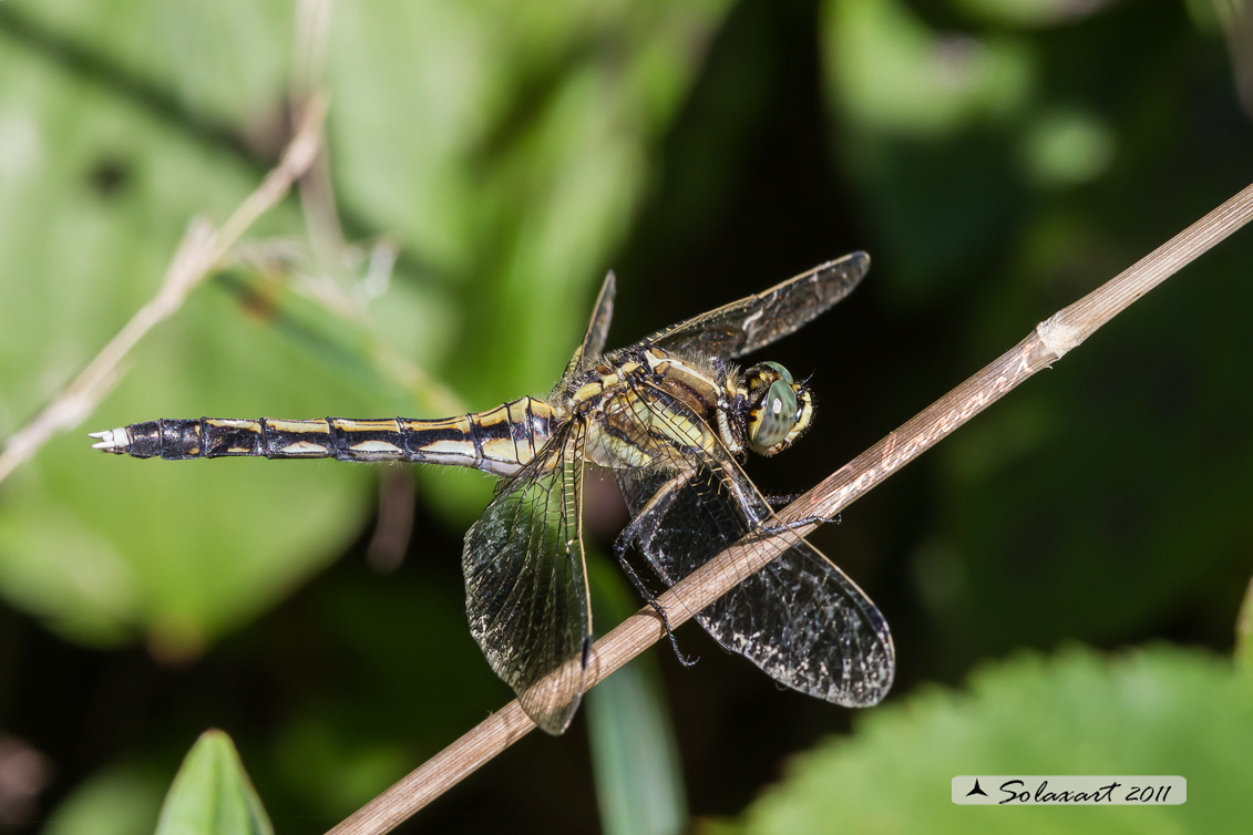 Orthetrum albistylum - White-Tailed Skimmer (female)