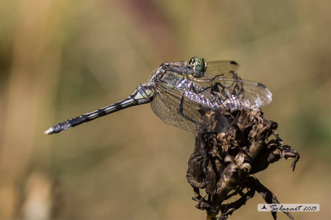 Orthetrum albistylum femmina