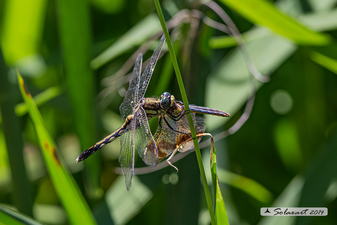 Orthetrum albistylum (femmina) - White-Tailed Skimmer (female)