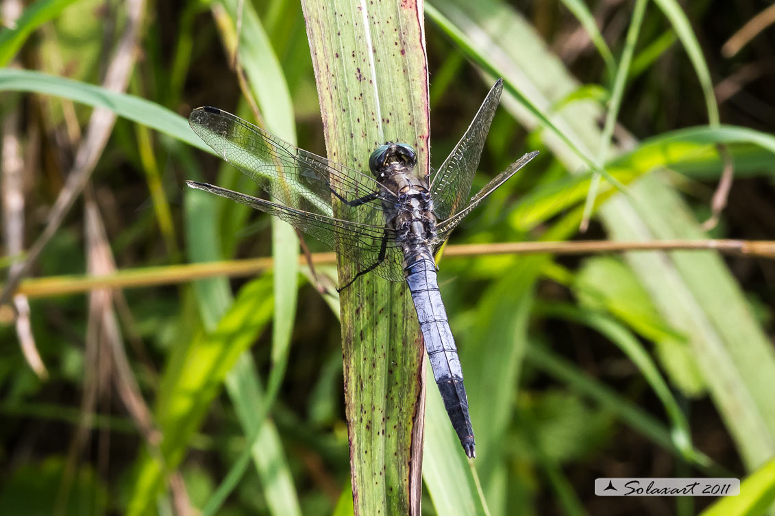 Orthetrum albistylum (maschio) - White-Tailed Skimmer (male)